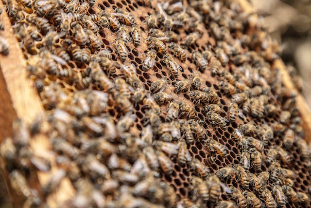 apicoltura; attrezzatura apistica; miele; api; Beekeeping